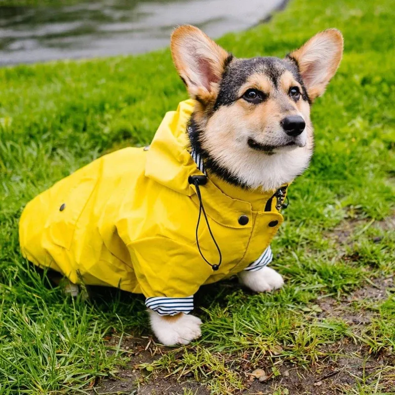 Vêtements pour chiens Pet Dog Raincoat Caniche Bichon Schnauzer Welsh Corgi Vêtements Shiba Inu Samoyed Dog Vêtements Manteau imperméable Veste Outfit 231110