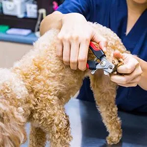 dog nail clippers