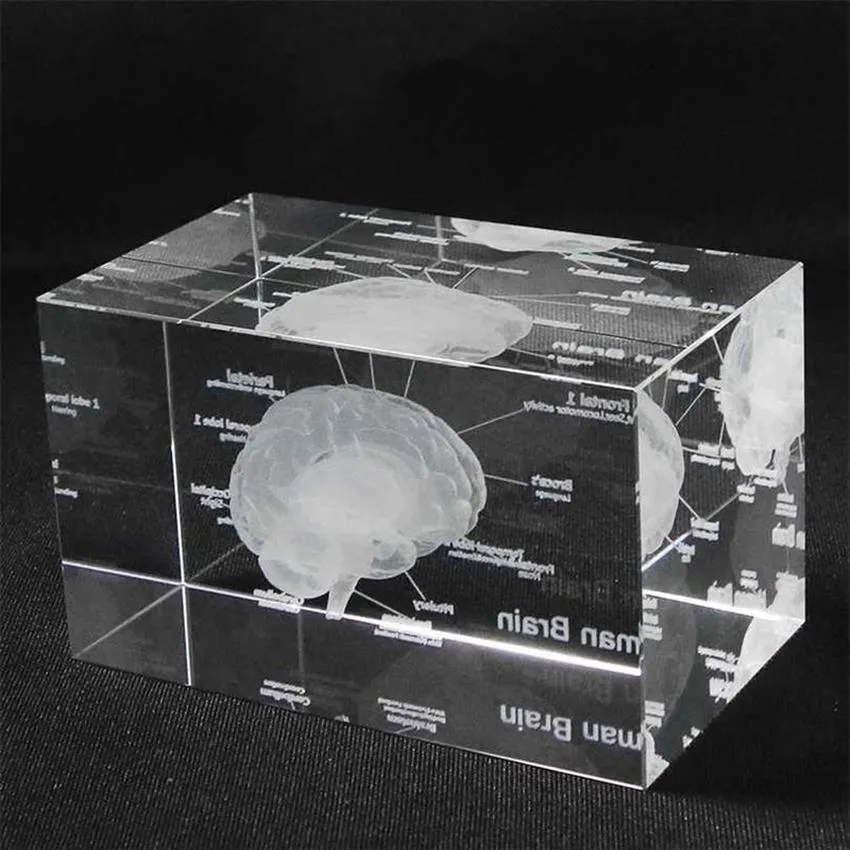 Modello anatomico umano 3D Fermacarte inciso al laser Cervello Cubo di cristallo Anatomia Mente Neurologia Pensiero Scienza Regalo 211101333S