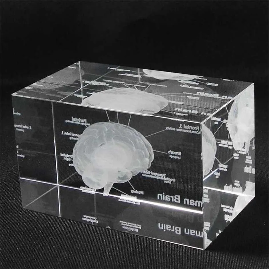 Modello anatomico umano 3D Fermacarte inciso al laser Cervello Cubo di cristallo Anatomia Mente Neurologia Pensiero Scienza Regalo 211101307H