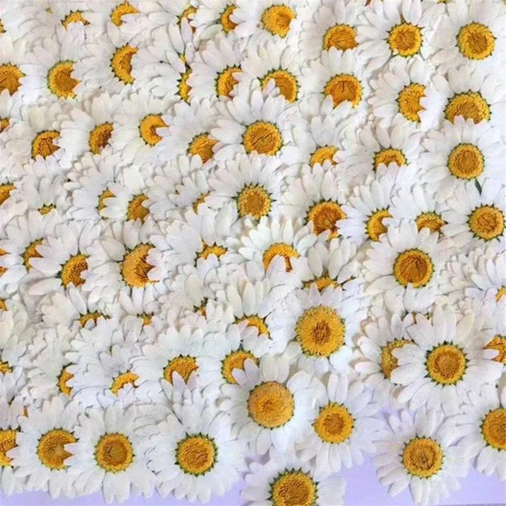 100 pezzi margherita bianca fiori secchi fiori pressati naturali per cassa del telefono cellulare in resina ciondolo braccialetto decorazione gioielli materiale 2243I
