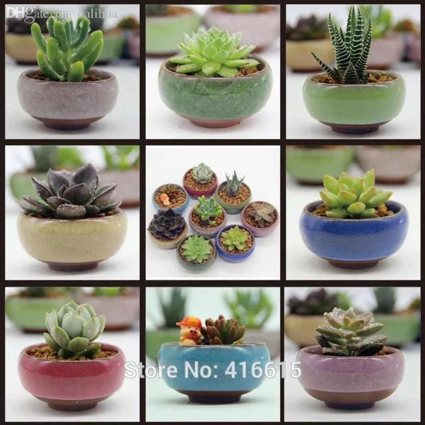 Whole-8pcs Lot Microandschaft Mini soczysty rośliny kwiaty wazon kwiatowy pojemnik terrarium