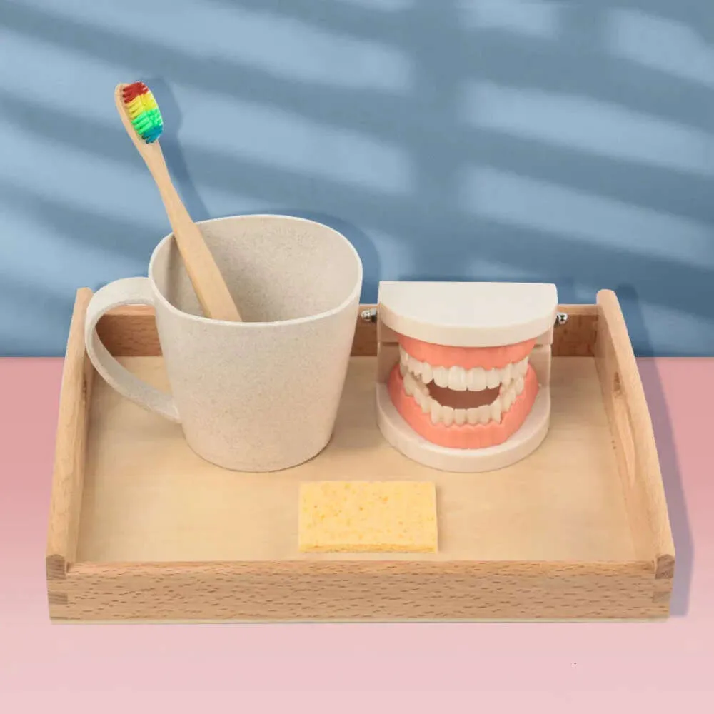 新しいモンテッソーリティーチャーエイズ子供用ブラッシング洗浄セット早期教育教育おもちゃ義歯モデル木製認知玩具