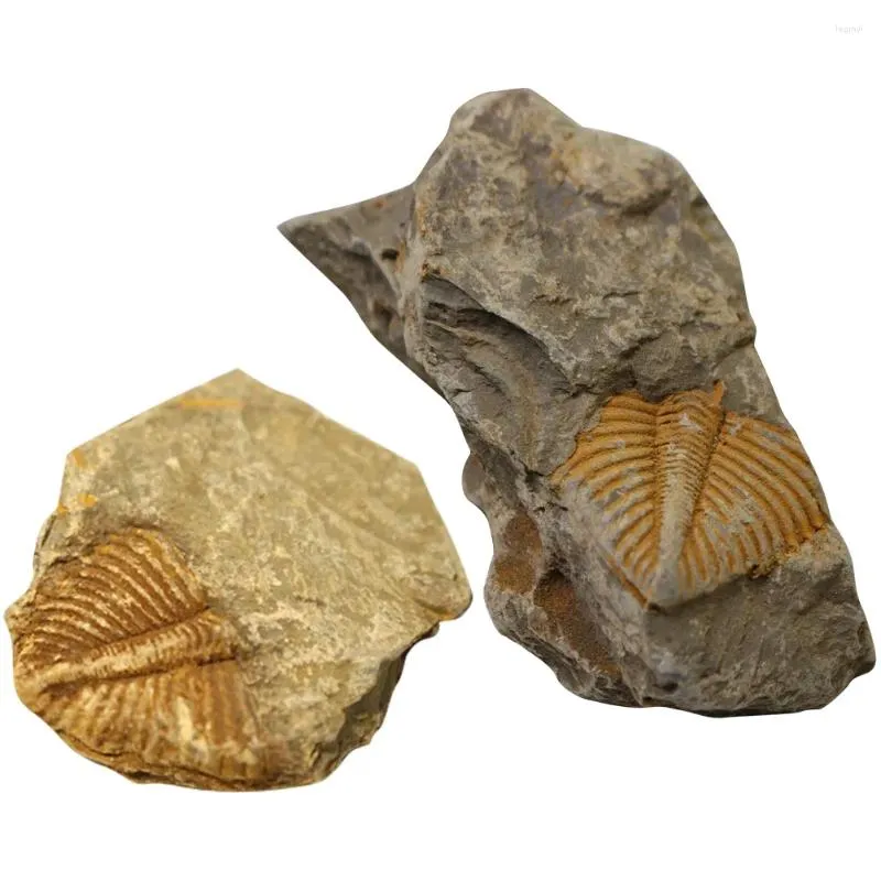 Figurine decorative 2 pezzi Trilobite Fossil Ocean Animals Modello campione Decor Rock Specimen Decorazione Studente Ornamento