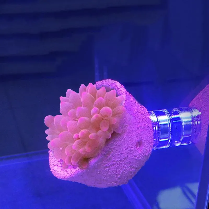 Onderdelen anemoon nestmagneet voorkomen weglopen klei en levende rots gemaakt voor aquarium riff tank fopspeenbeker, anemone nest