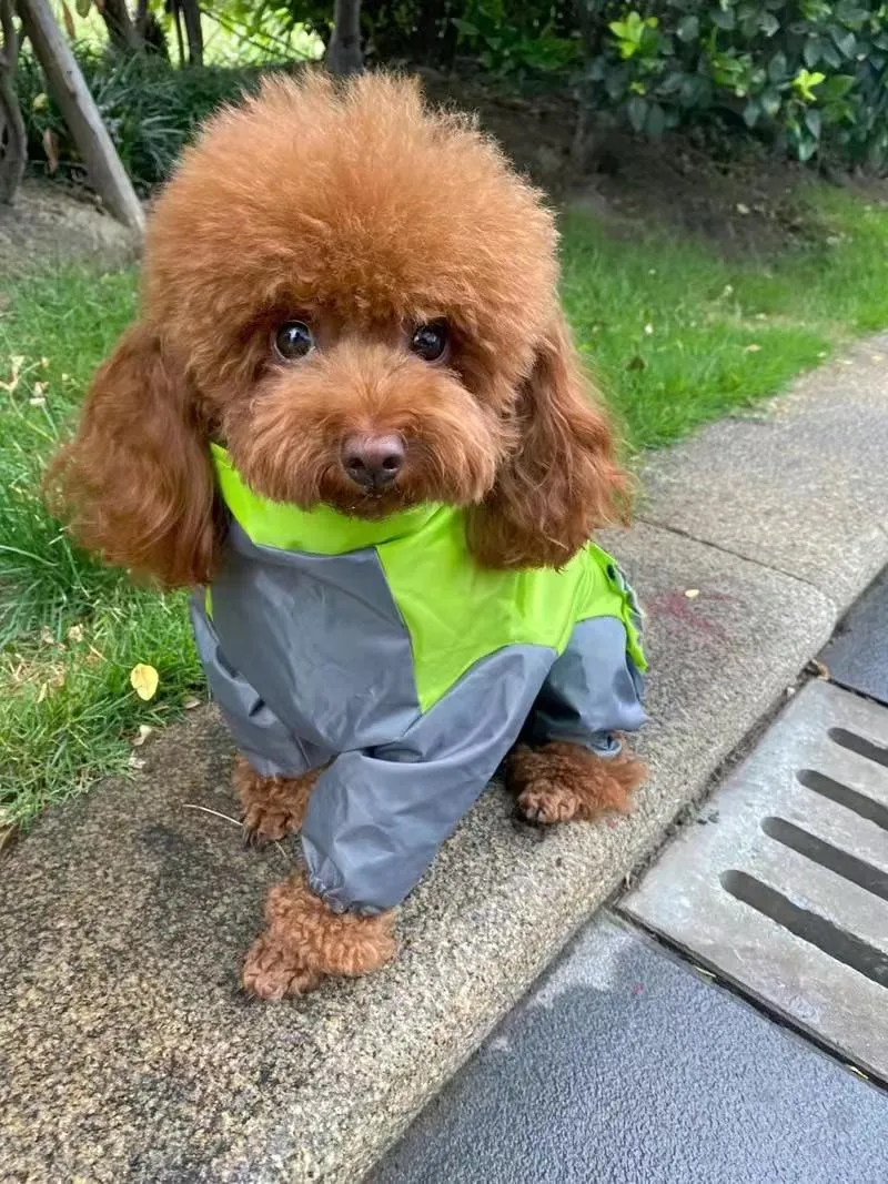 Capa de chuva para cachorro, capa de chuva à prova d'água para cães pequenos, médios e grandes, jaqueta com capuz, poncho para animais de estimação, chubasquero para perrors