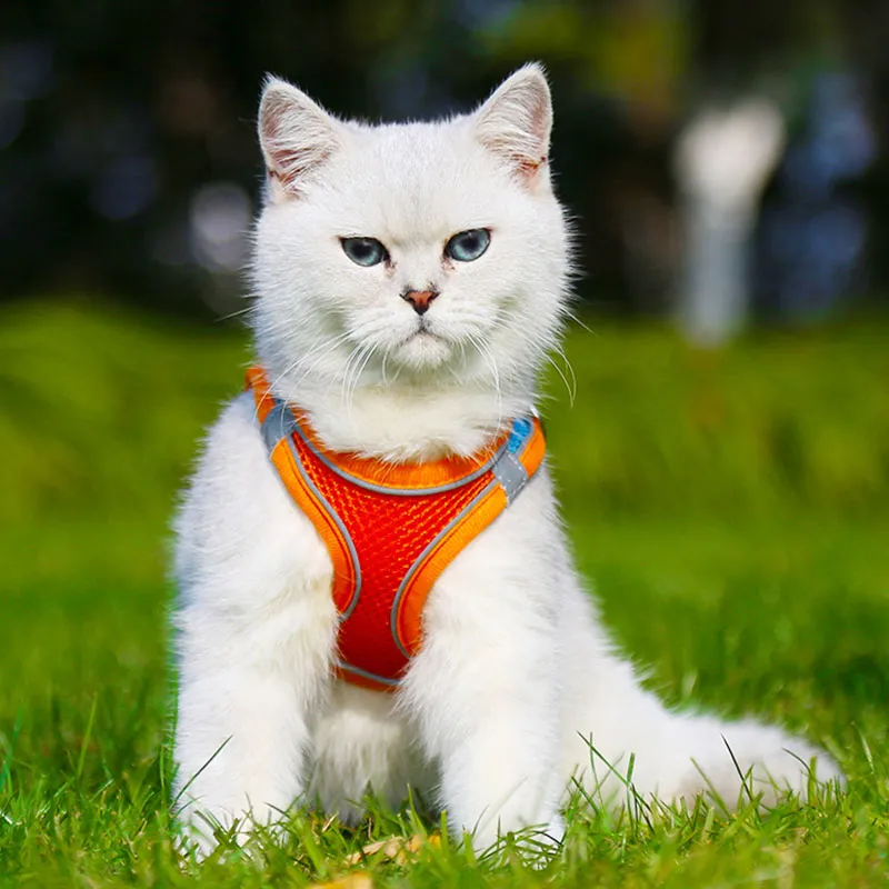 طراز السترة للقلق للحيوانات الأليفة حبل القطط حزام الصدر بالتنفس وسلسلة المشي الكلاب العاكسة