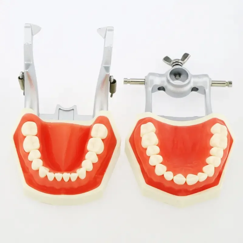 歯モデル、28個の取り外し可能な歯を備えた成人標準の歯科口モデル、子供のブラッシングとオーラルケア教育学習モデル