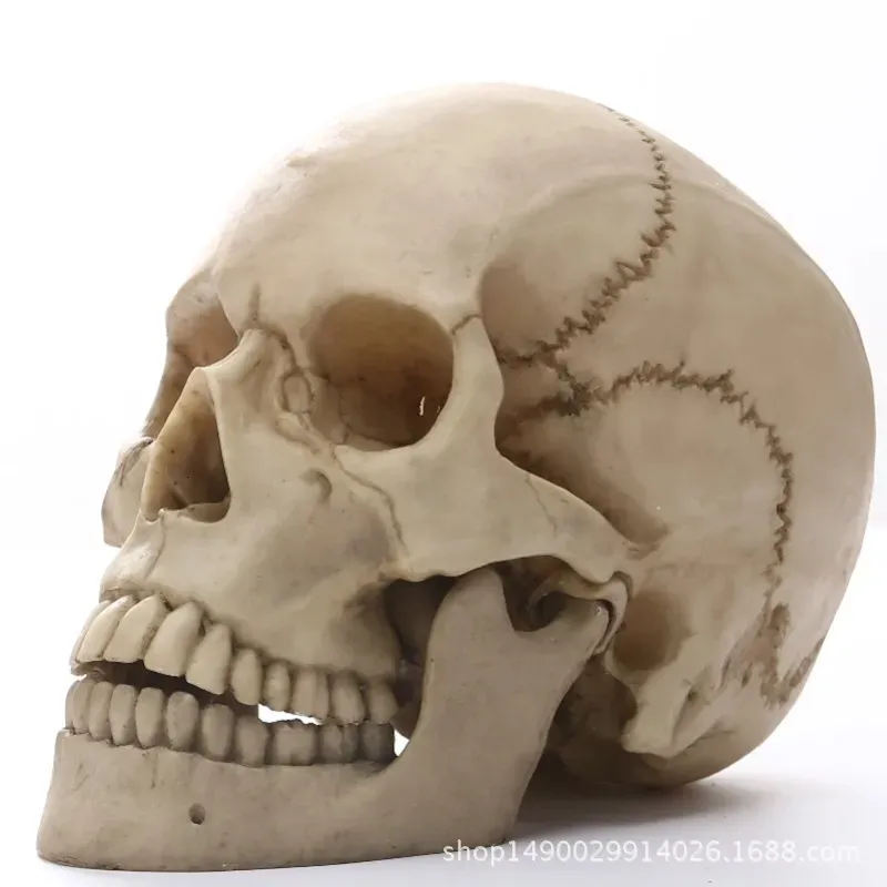 Decorative Objects Figurines 1 1 Human Head Skull Statue for Home Decor Resin Figurines Halloween Decoration Sculpture Teaching Sketch Model Crafts 231129