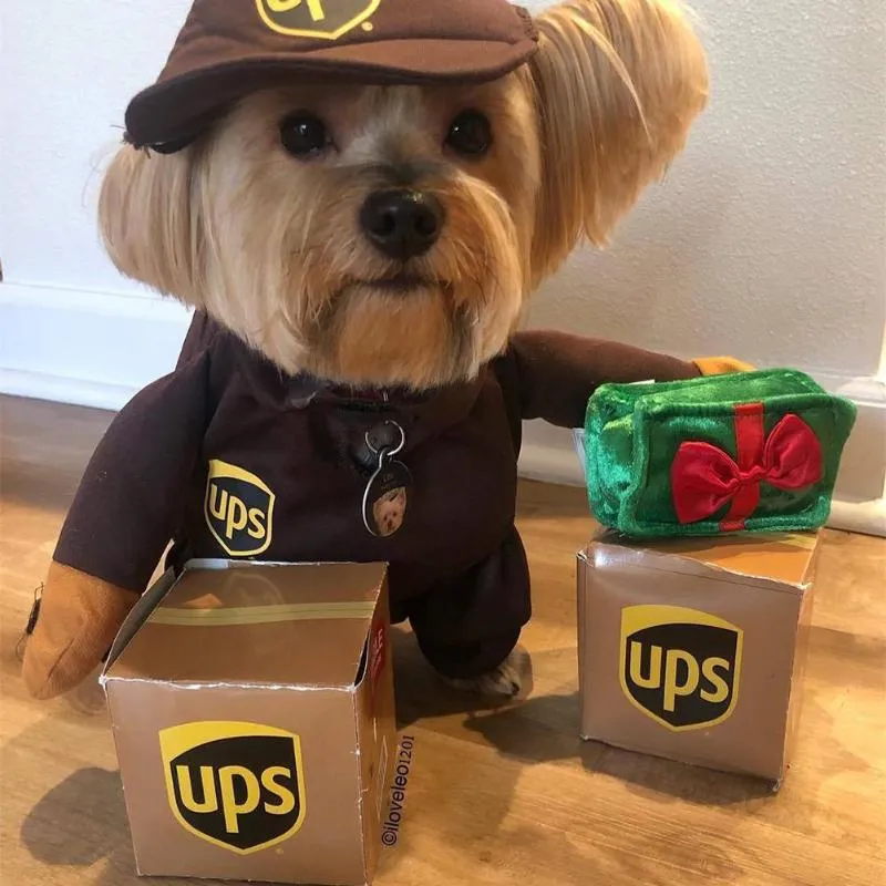 Dog with ups costume cheap