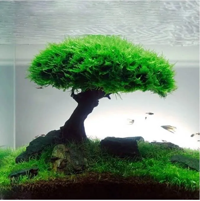 Fish Tank Plant Moss Tree Decorations Landscaping Wood Plant Root Driftwood Aquatic Plants Grass Aquarium Accessories (ingen mossa)