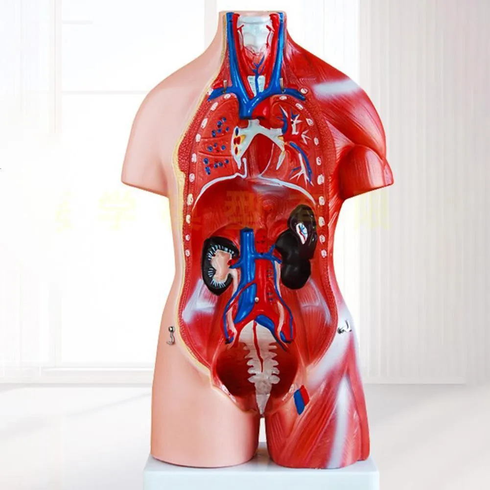 Science Lab Torso Model Science Discovery 28cm Anatomical Human Torso Body Model Anatomy ...