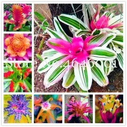 Bonsai 200 pcs Seeds Bromeliad Succulent Plants Rare Colorful Flower Bonsai Courtyard Mini Plant Succulent Bonsai DIY Home Garden VBj rKJ