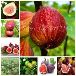 Sale Seeds 200 Pcs Rare Tropical Fig Plant Mini Fig Tree Bonsai Plant Outdoor Juicy Fruit for Home Garden Flower Pot Planti MLW woi