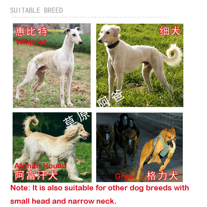 Chippiparai Dog Height Long Legs Long Height Dog Breed Ibizan