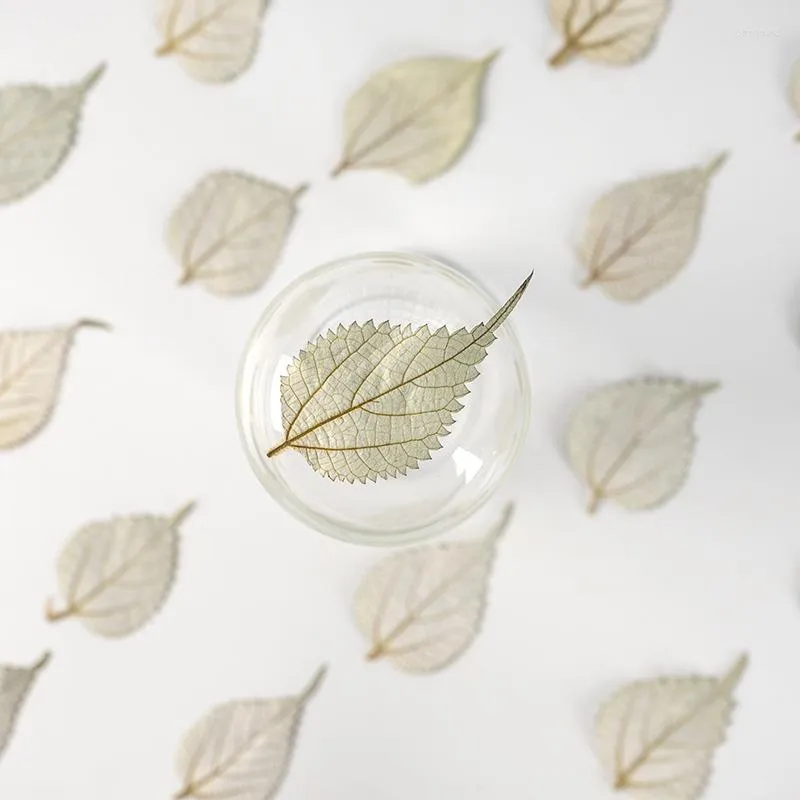 Fleurs décoratives pressées séchées apoeynum venetum l feuille de feuille d'herbier pour bijoux de livre postal