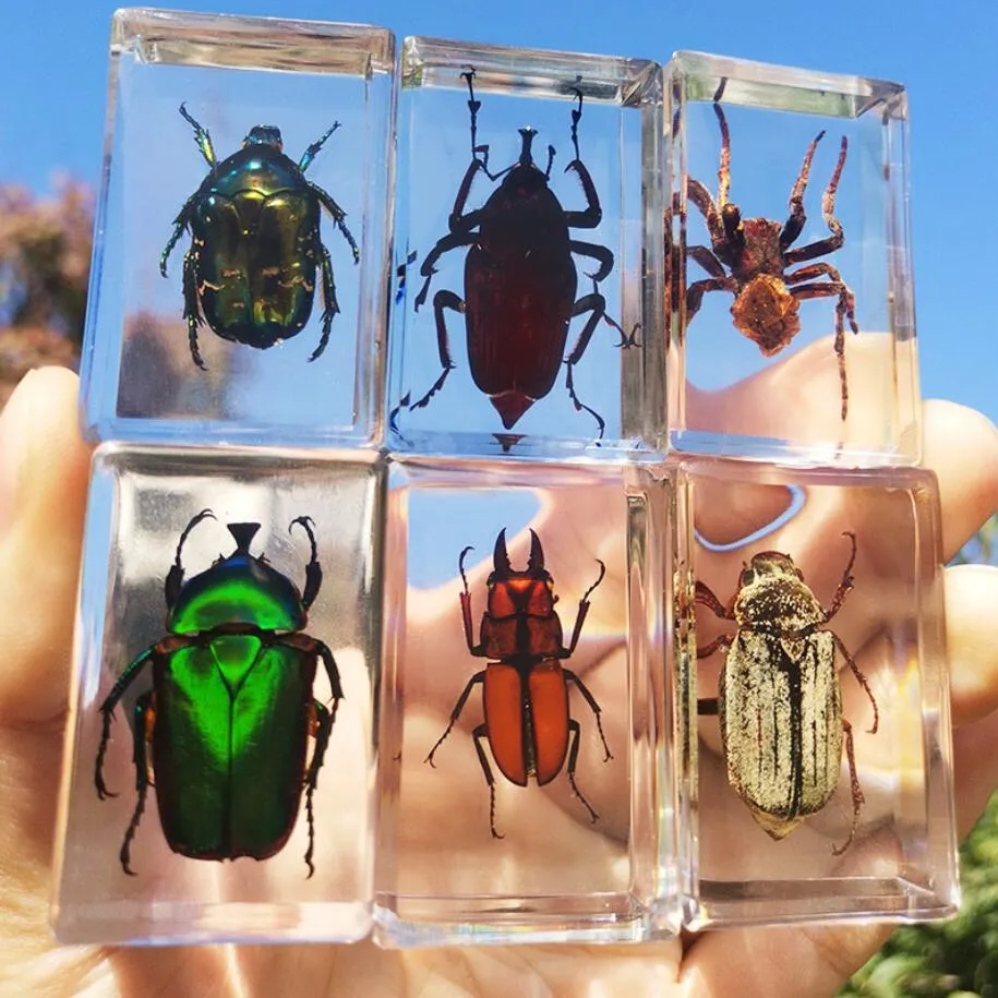 Resinas de espécimes de insetos reais Espécimes de animais Aranha Caranguejo variado Escorpião Coleção de escaravelhos Ciências Crianças Brinquedos cognitivos