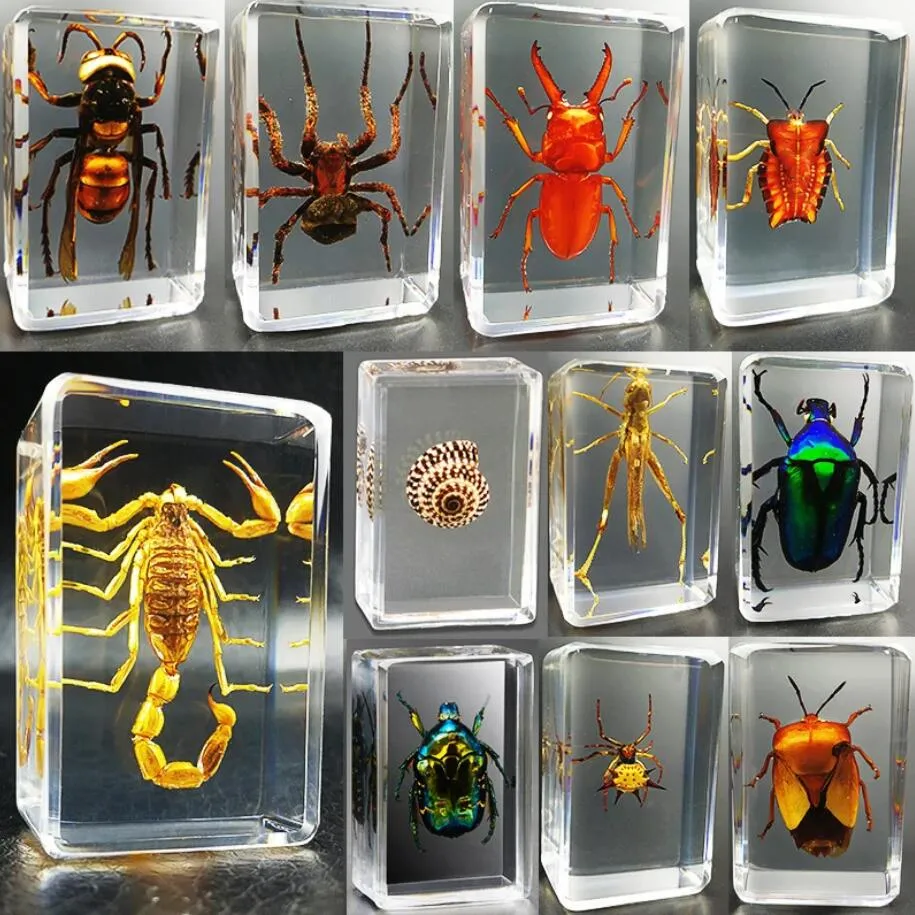 本物の昆虫標本樹脂ヘキサポッドデスクホームデコレーション感謝