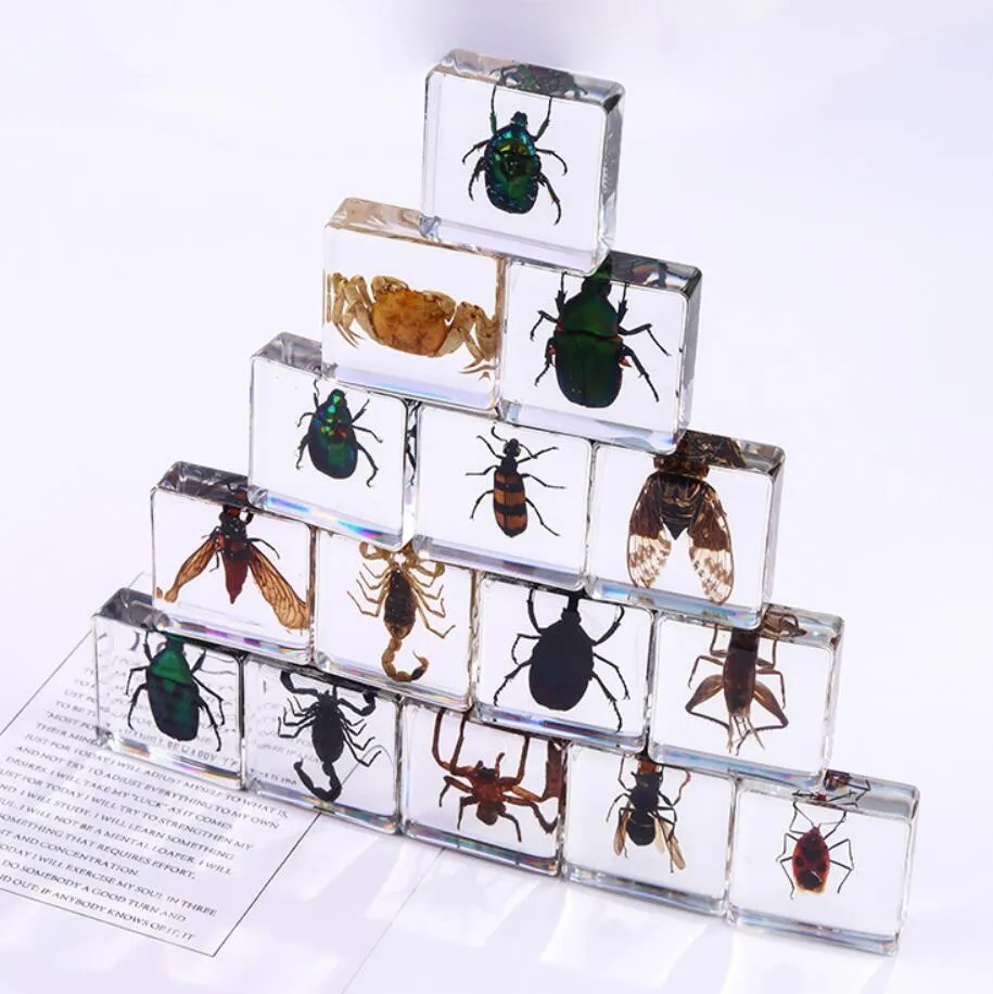 Transparente Harz-Tier-Insekten-Probe, Bernstein-Spinne, vielfältige Krabbe, Skorpion, Skarabäus, Sammlung, Lehrmittel, Wissenschaft, Steinhandwerk