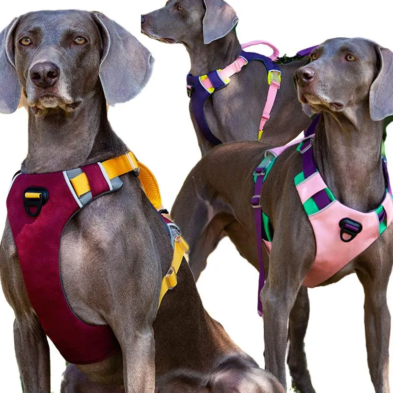 IMMABILI 2022 CARCHIO DEL CANIO RIMBIAMI RILABILIBILE RILABILI PER WEIMARANER PET PET PET GIETS PER CANIO DI GRANDE MEDIBILE S ~ XL IMMARCHE ADATTI