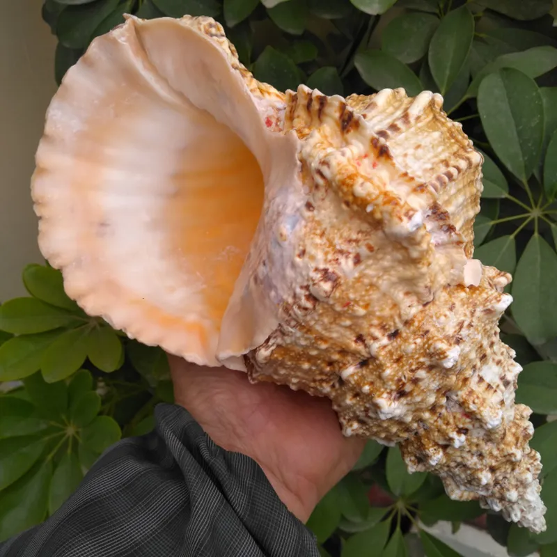 Objetos decorativos Estatuetas 20-21CM Natural Tutufa Rubeta Conch Shells Coral Sea Snail Fish Tank Enfeite para Casa Festival de Casamento Decoração de Festa 230615