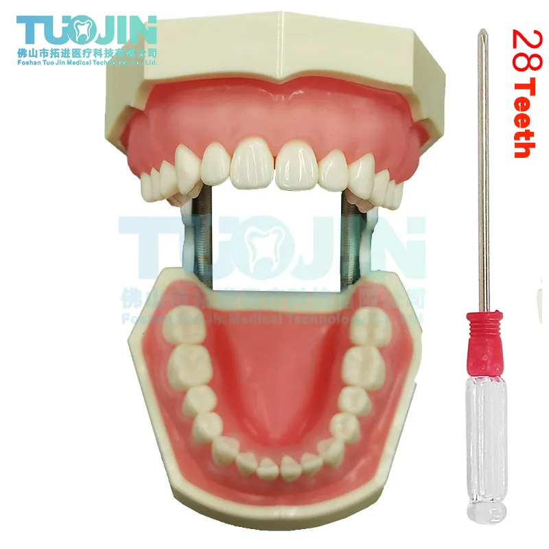 Andere Mundhygiene Dental Simulation Kopfmodell Zahnheilkunde Zahnmodell Phantomzahnheilkunde Eendodontie Harzzähne Lehrzubehör Weiches Zahnfleisch 230617