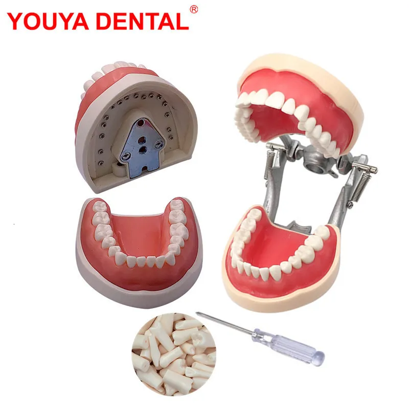 歯科用衛生衛生の歯のモデルの歯のティーチングモデル歯科用技術者のための取り外し可能な歯を練習するトレーニングTypodontモデル230617