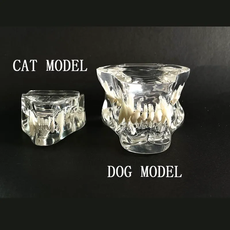 Altro Igiene orale Resina dentale Trasparente Cane Gatto Denti Modello Pet Denti dentali Modello Resina animale Dente Veterinario Dentista Accessori Prodotto 230617