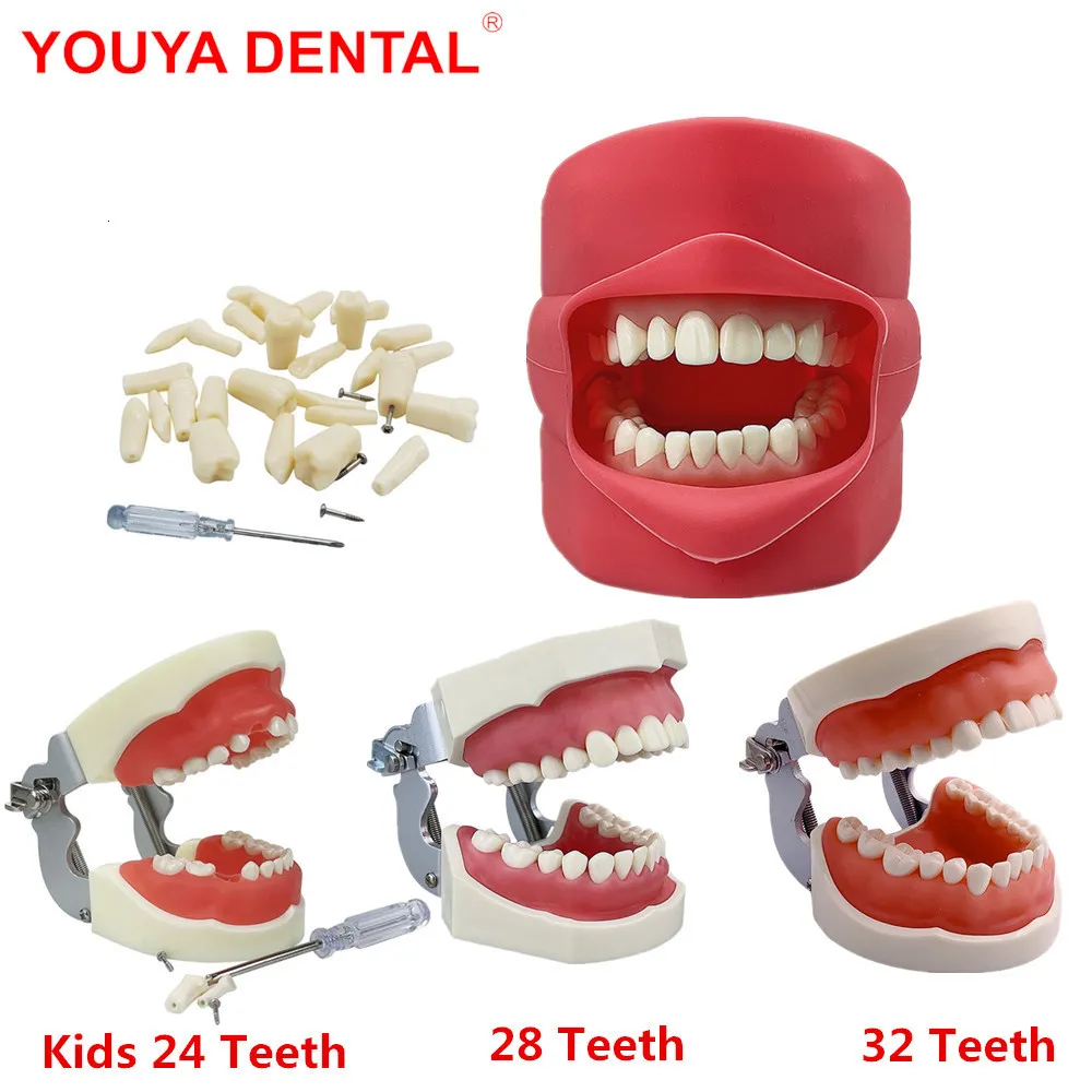 Altro Igiene orale Denti Modello Pratica di addestramento Mascella Typodont Odontoiatria Studente Studio dentistico Modello didattico Modello standard con dente rimovibile 230617