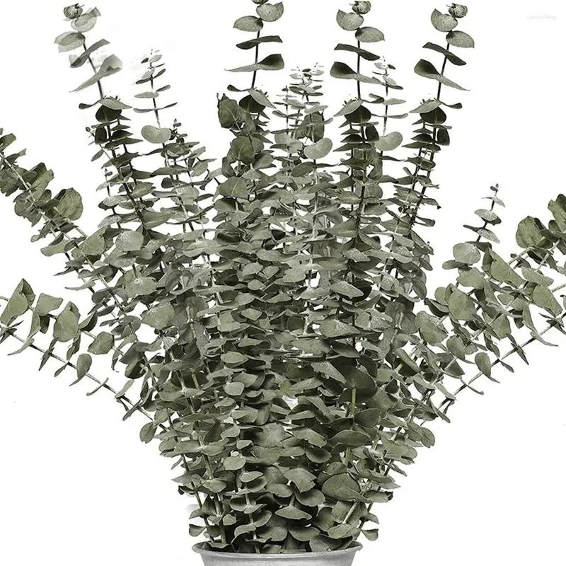 Fleurs décoratives branches d'eucalyptus séchées réel 12 pièces tiges naturelles plante en direct intérieur pour douche mariage