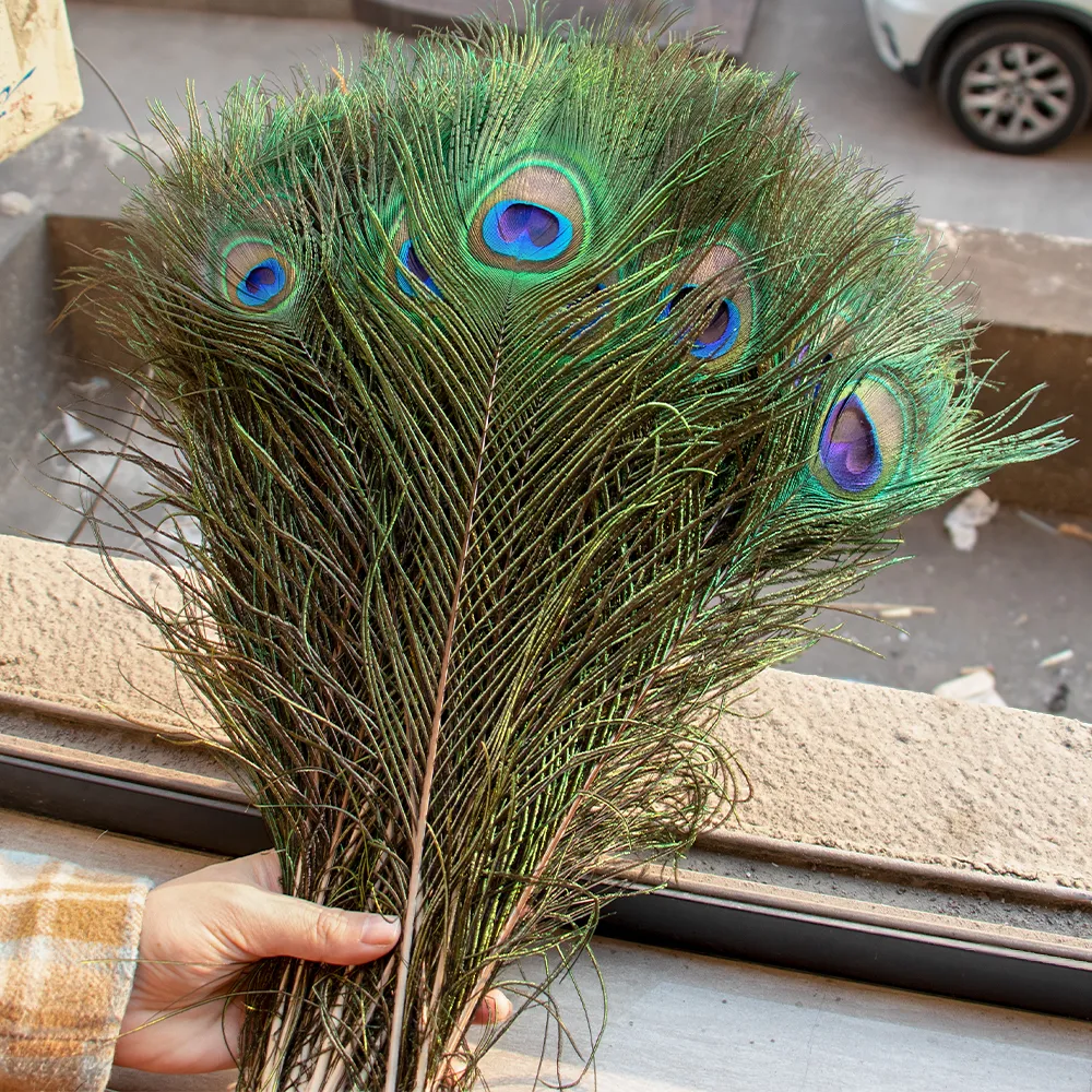 Natural Peacock Feather 70 Cm 