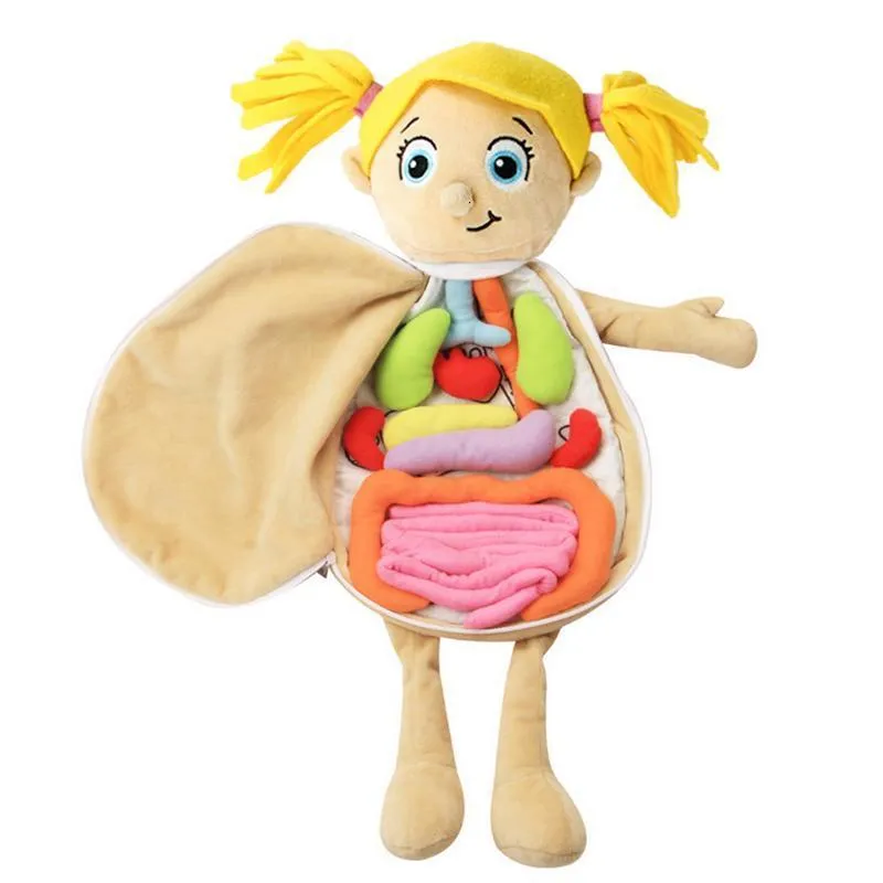 Science Discovery 3D Organ fylld Toy Human Body Anatomy Model Puzzle Soft Plush Doll Human Body Model Awareness Preschool Education Organ 230626