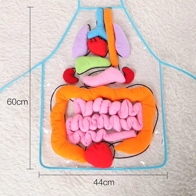 Descubrimiento de la ciencia Información educativa Juguetes Niños Anatomía Delantal Órganos del cuerpo humano Conciencia Preescolar Ciencia Inicio Escuela Material didáctico 230626