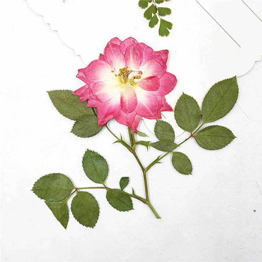 Torkade blommor 12st pressade rosa/röd rosblomma med stjälkplant Herbarium för smycken vykort bokmärke telefon fodral scrapbook hantverk diy