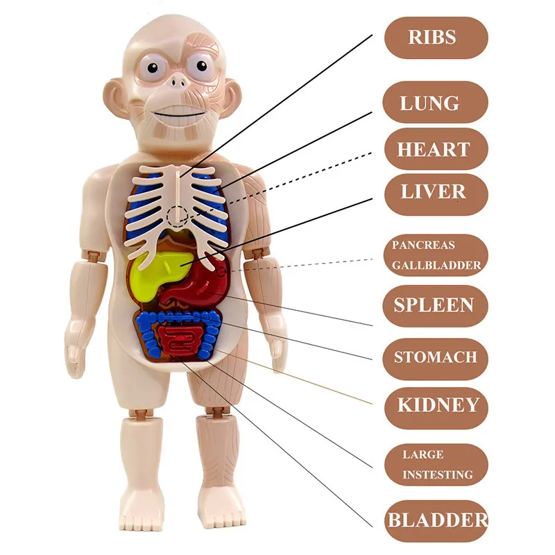 3D Puzzles Kid Montessori Human Body Anatomy Model Educational Organ ...