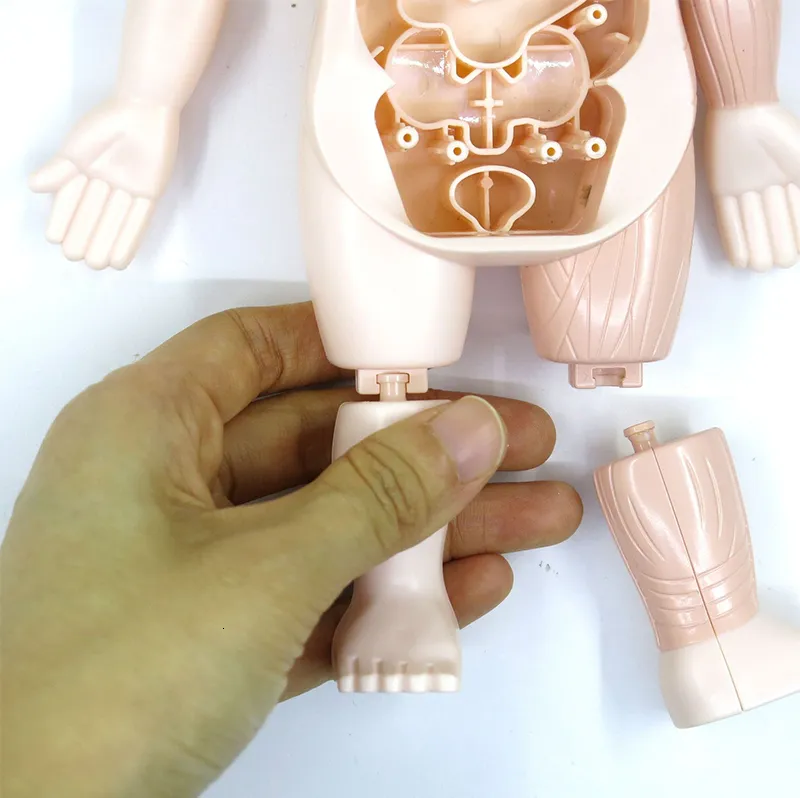 3D Puzzles Kid Montessori Human Body Anatomy Model Educational Organ ...