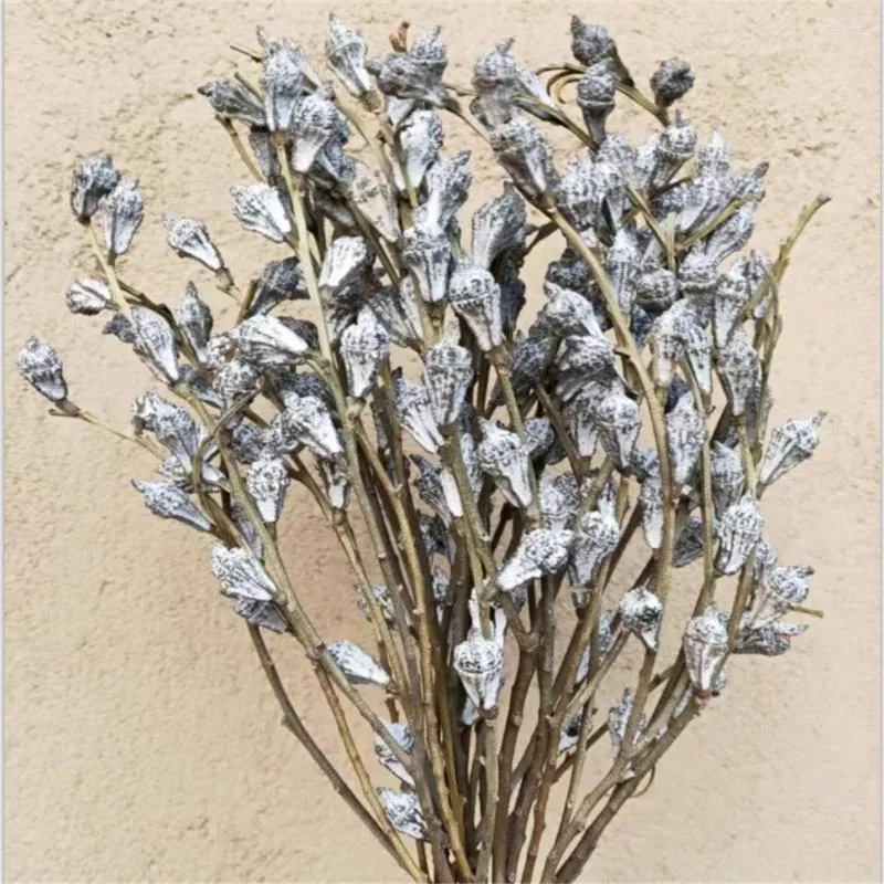 Decorative Flowers 10pcs House Decoration Dried Natural Real Eucalyptus Globulus Fruit Bunch