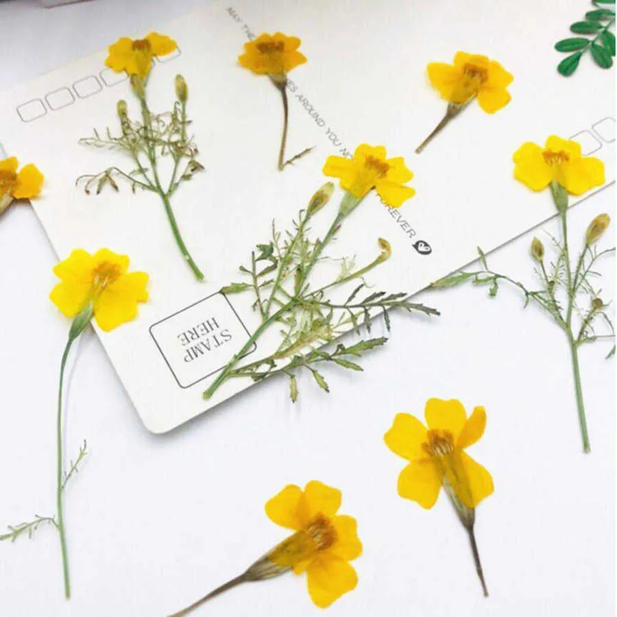 Fleurs séchées pressées 3-6cm, 60 pièces, Tagetes Patula, plantes à fleurs jaunes, herbier pour bijoux, marque-page, carte postale, étui de téléphone, fabrication