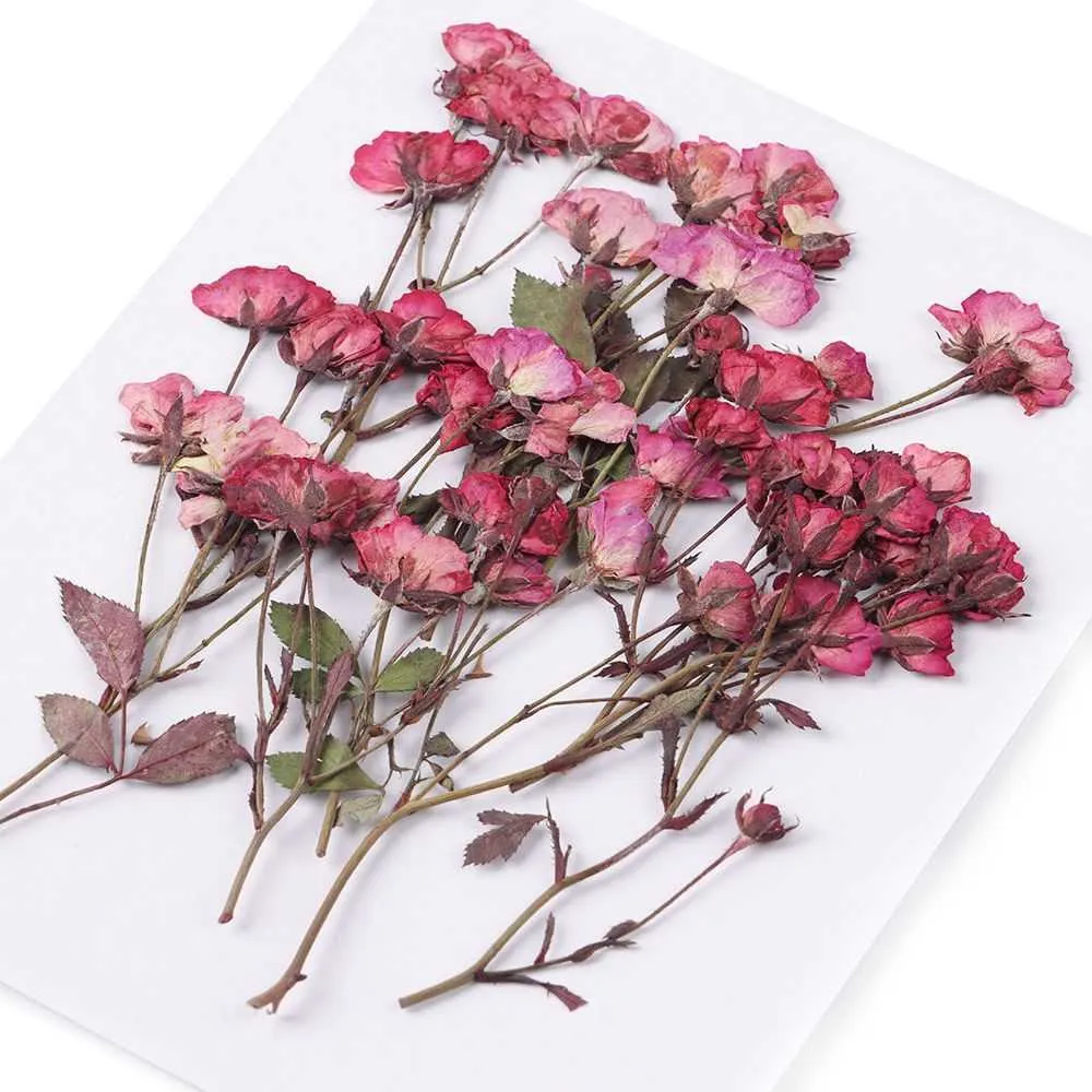 Dried Flowers Rose Flower Dry Embossed Plant Specimen Real Pressed DIY Decoration Crafts