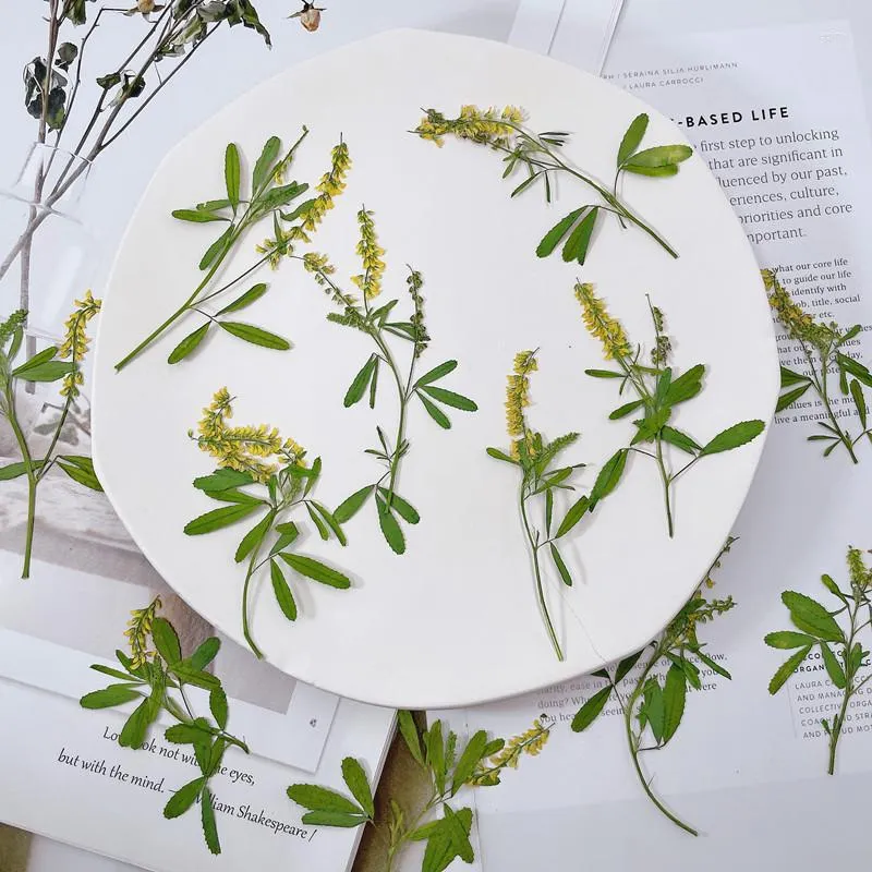 Kwiaty dekoracyjne 120pcs Wciśnięty suszony kwiat Melilotus Offinialis Herbarium do zakładek do biżuterii z zaproszeniem pocztówka