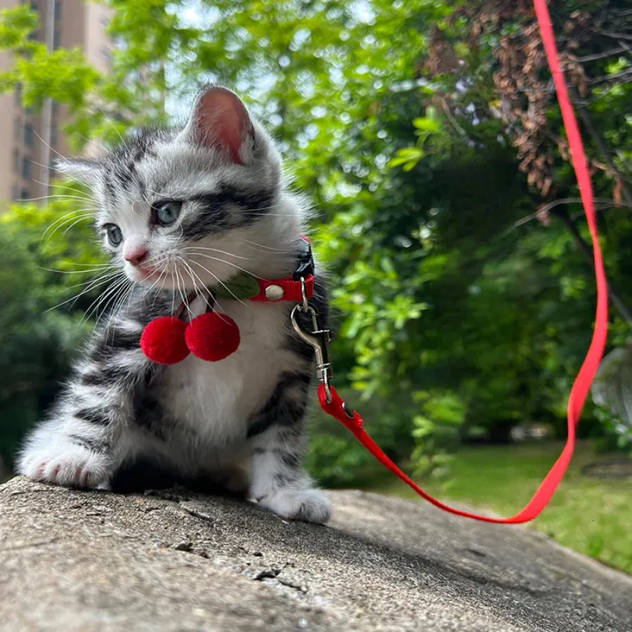 Katzenhalsbänder, Führleinen, kleine Leine, Verhaltenshilfen für Katzen, Kätzchenhalsband, verstellbar, Verkauf von niedlichen Accessoires, Halsbänder für Gatos, Haustiere, Produkt 231011