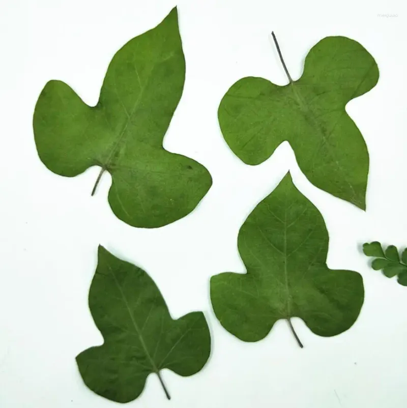 Fleurs décoratives 60 pièces pressées séchées feuilles de gloire du matin plantes à fleurs herbier pour la fabrication de bijoux cadre de carte postale étui de téléphone artisanat bricolage