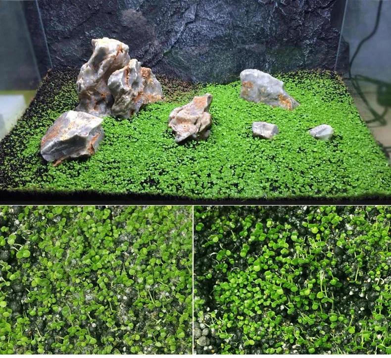 Decorazioni Semi di piante d'acquario 10g infiorescenza a forma di lingua fiore parziale Callo facile da coltivare pianta acquatica semi di erba acquario decoro prato per 30x30cm