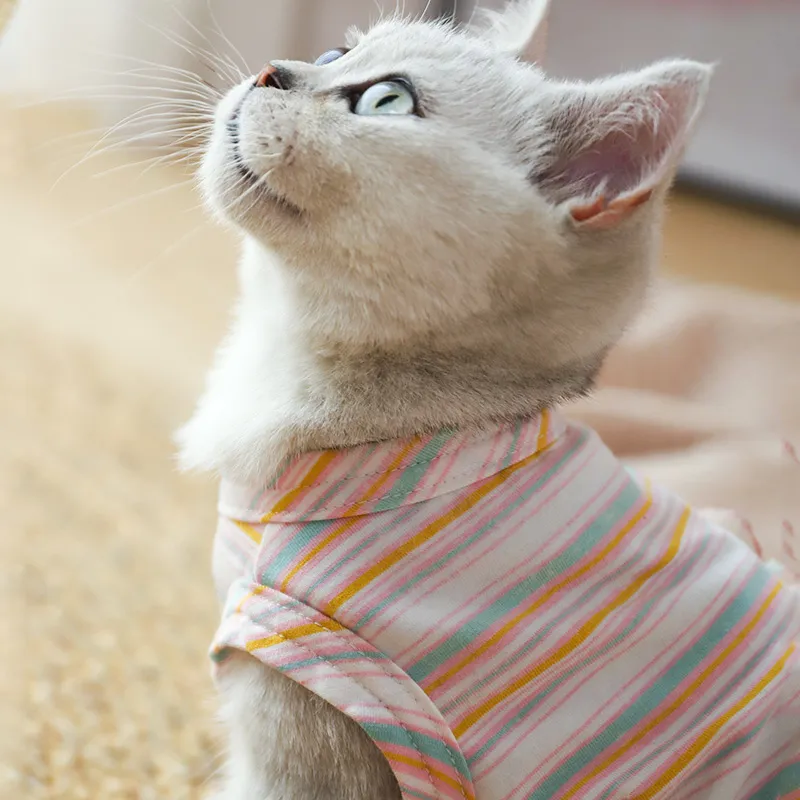 Pet cat dress hot sale