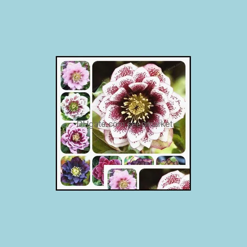 Outros suprimentos de jardim 100pcs/sementes de saco helleborus inverno rosa flor cresce em raras plantas ao ar livre de bonsai para jardim naturais g soif otmgi