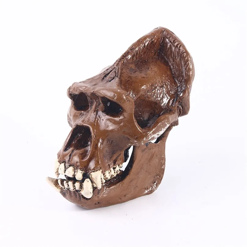 Objets décoratifs Figurines Résine Modèle d'anatomie animale Squelette Crâne d'orang-outan fait à la main pour la décoration d'Halloween Accessoires d'horreur Sculpture pour la fête 220915