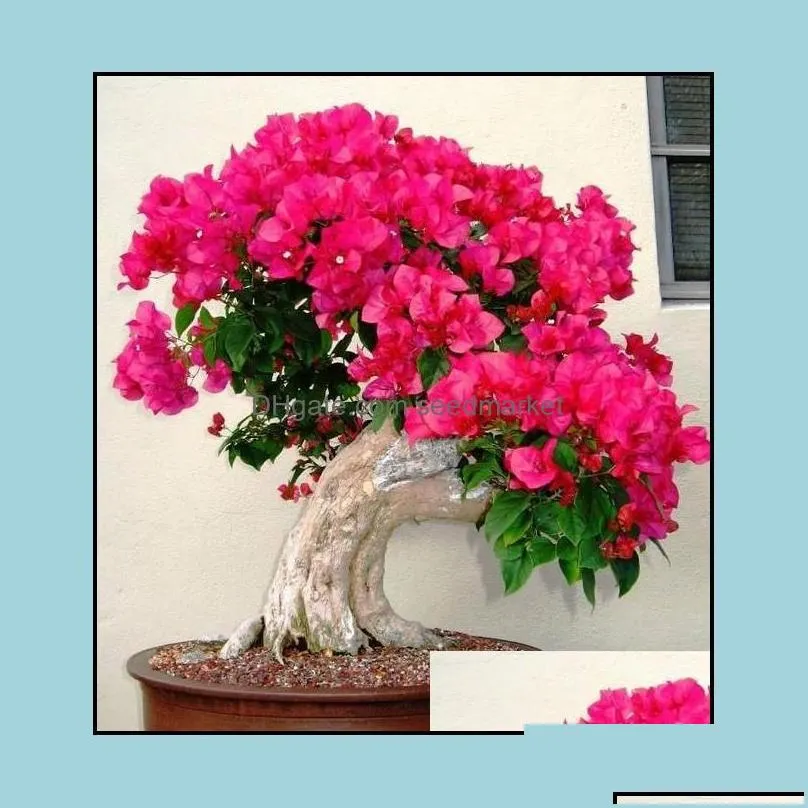 Autres fournitures de jardin Patio Lawn Home 200Pcs 100% Original High Quality Mix-Color Bougainvillea Spectabili Otn4T