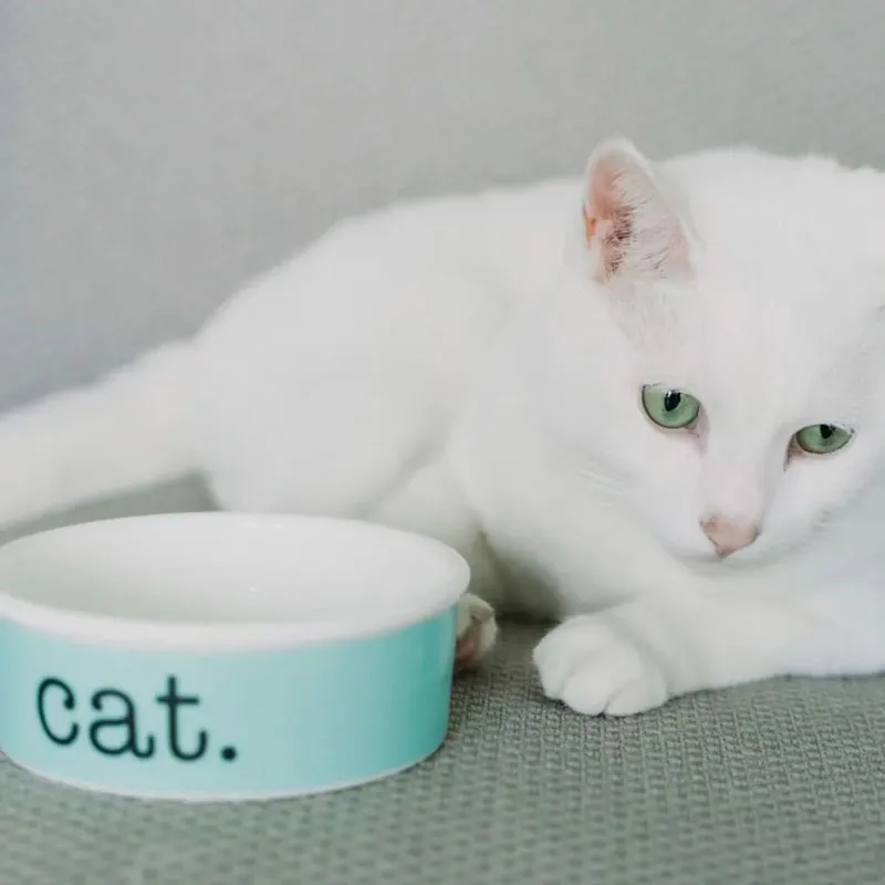 Luxo Blue Bone China Bowls Designer Cerâmica Pets Supplies Catdogsuper1st219r
