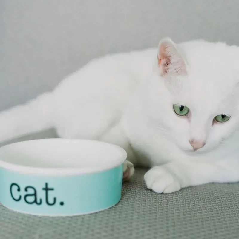 Luxe Blue Bone China Cat Bowls Designer Keramische Huisdieren Benodigdheden Cat Dog Bowl CATDOGSUPER1ST290D