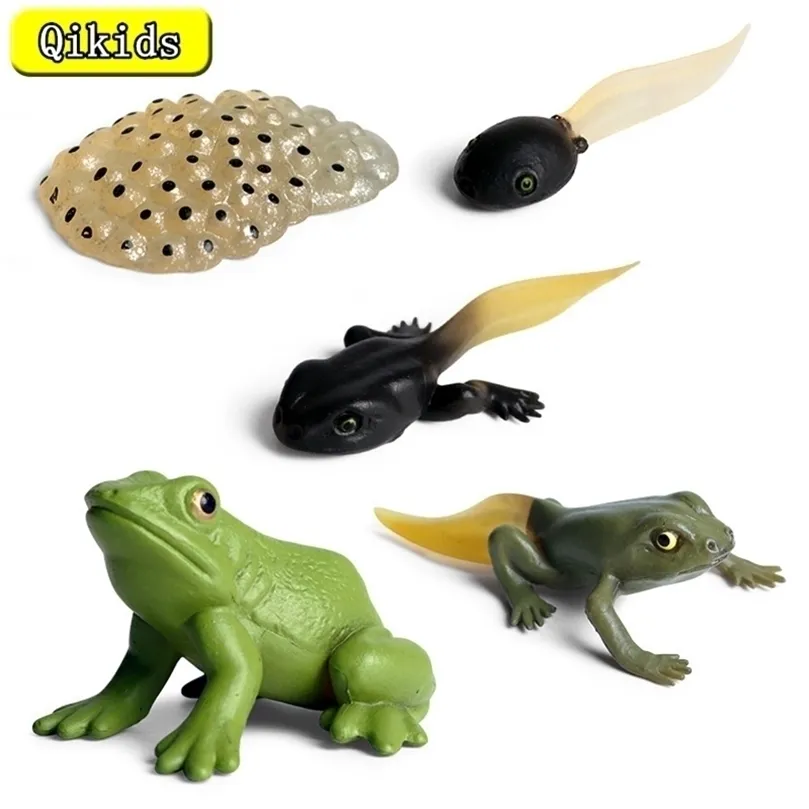 Anime Manga Simulação Insetos Animais Vida Marinha Modelo de Ação Mini Sapo Ciclo de Crescimento Animal PVC Toy Figuras de ensino Material Kid Baby Presente 220923